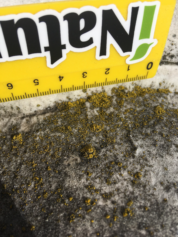 Nahaufnahme eines gelben Maßbands mit der Aufschrift "men", das den Schimmel auf einer Oberfläche misst.