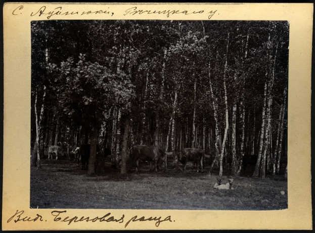 Schwarzes und weißes Foto einer Herde von Rindern, die auf einer bewaldeten Fläche grasen, umgeben von Bäumen und Text am unteren Rand.
