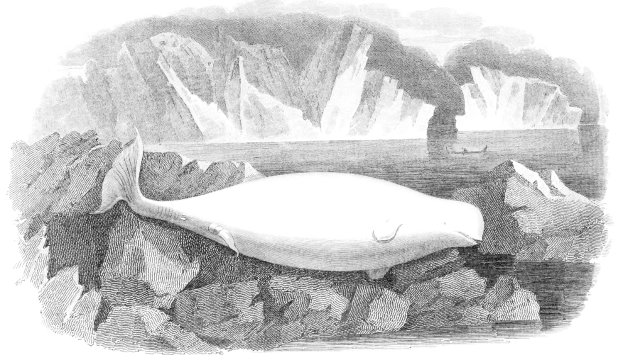 Schwarz-weiß-Illustration eines Buckelwals, der im Meer schwimmt, mit einem Boot im Hintergrund und Text unten, der "Buckelwal von William Hogarth" lautet.