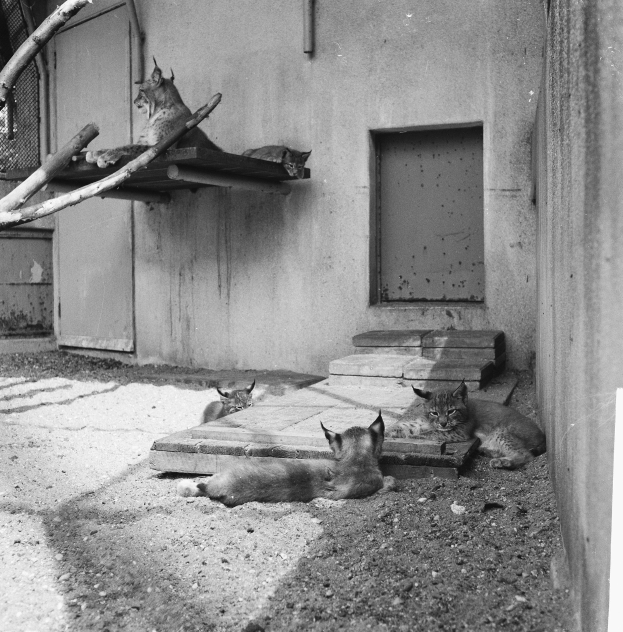 Drei Luchse liegen vor einem Gebäude mit einer Tür und einem Zweig auf dem Boden.