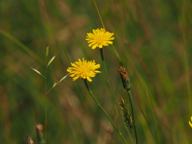 Eine dichte Wiese voller gelber Dandelionen mit grünen Stängeln, die sich vor einem Hintergrund aus saftigem Grün abheben.