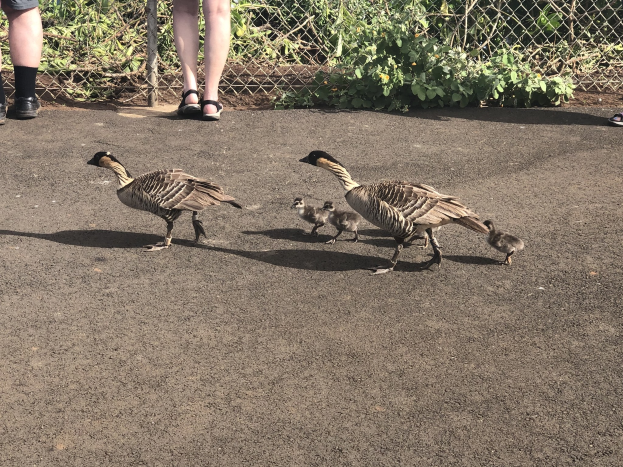 Familie von vier Gänsen, die in einer Reihe öffentlich auf einer Straße neben einem Zaun gehen, zwei Erwachsene in Sandalen gefolgt von zwei Gänsen, mit Pflanzen und Zaun im Hintergrund.