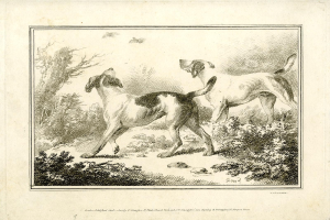 Zwei Hunde laufen durch einen bewaldeten Bereich mit Grün, mit Text unten auf dem Bild.