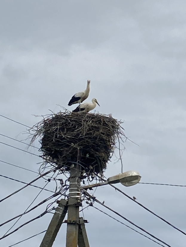 Zwei Weißstörche auf einem Nest auf einer Stromleitung sitzend, mit einer Straßenlaterne, die die Szene beleuchtet und Drähte, die an der Leitung entlanglaufen.